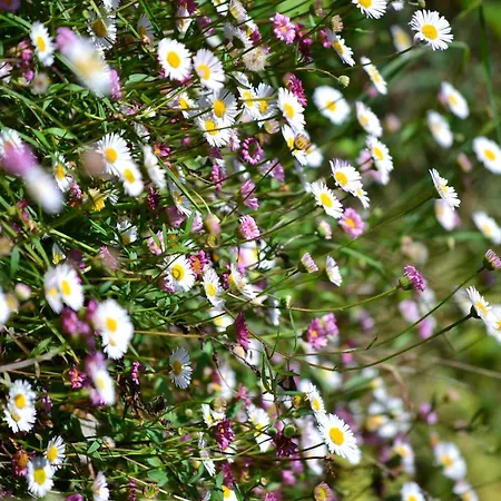 Szálloda Casa Da Eduardinha